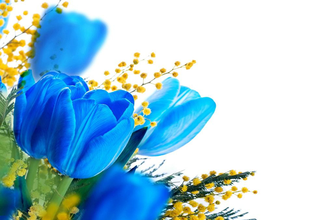 蓝色郁金香的花语是什么?