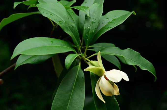 桂南木莲的栽培技术以及繁殖方式,作用用途