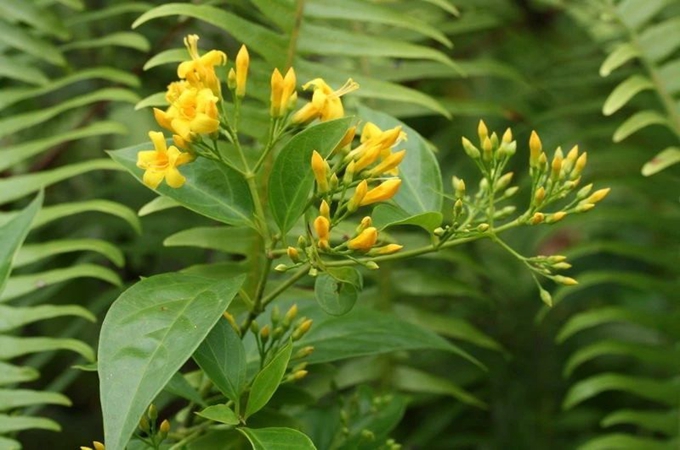 "内容摘要:断肠草是葫蔓藤科钩吻属植物葫蔓藤,一年生的藤本植物.