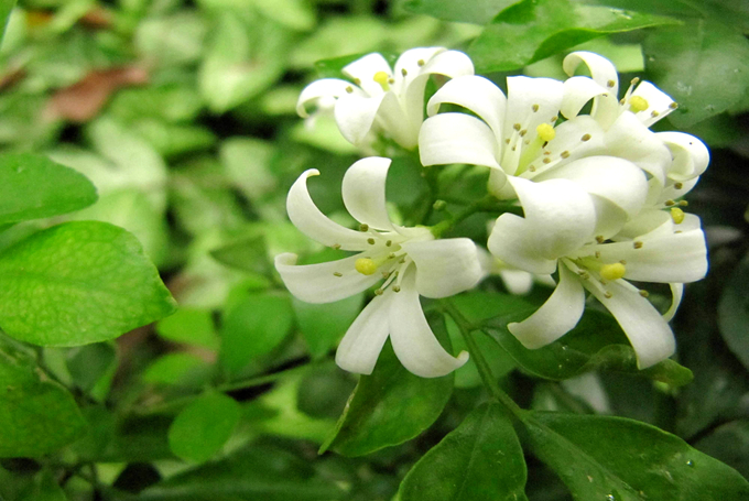 除此之外,九里香還有極高的藥用價值,九里香花,葉,果中的精油可用於