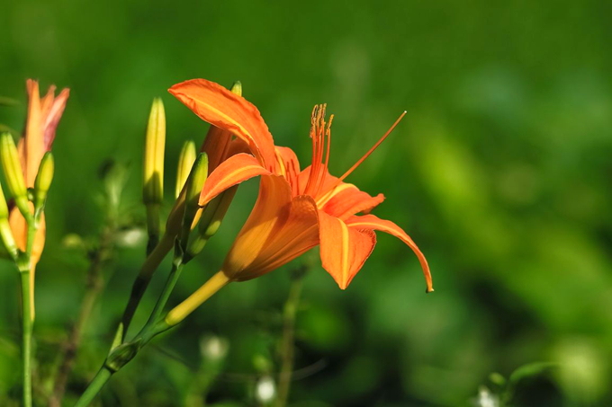 萱草花 日本原版图片