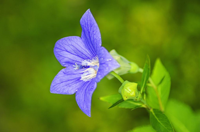 知風草花語(知風草的養護)